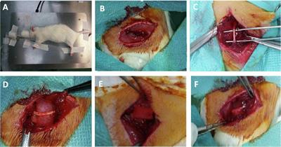 Application of adipose-derived mesenchymal stem cells in an in vivo model of peripheral nerve damage